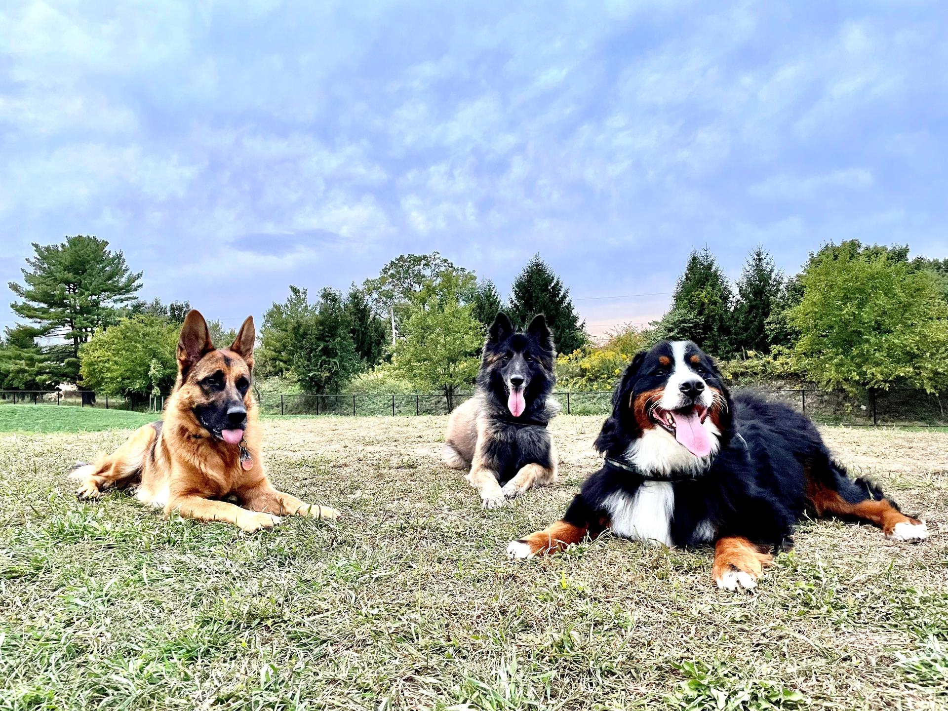 Dog Park Membership